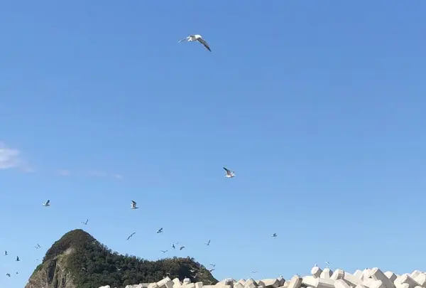 水中展望船ニューしゃこたん号の写真・動画_image_441451