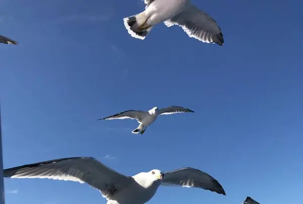 水中展望船ニューしゃこたん号の写真・動画_image_441454