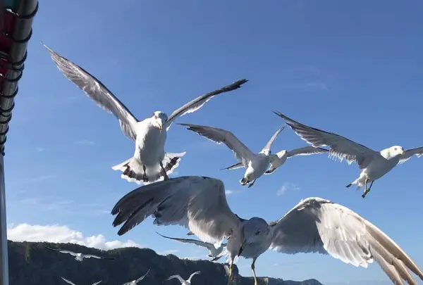 水中展望船ニューしゃこたん号の写真・動画_image_441456