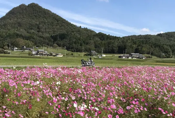 コスモス畑の写真・動画_image_445652
