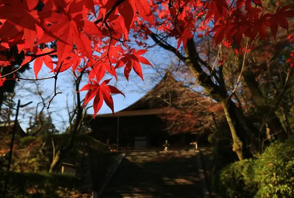 長等山 園城寺（三井寺）の写真・動画_image_445987