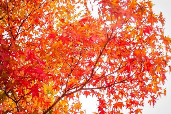 永保寺庭園の写真・動画_image_448635