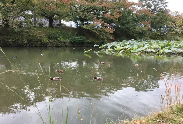 大濠公園の写真・動画_image_451623
