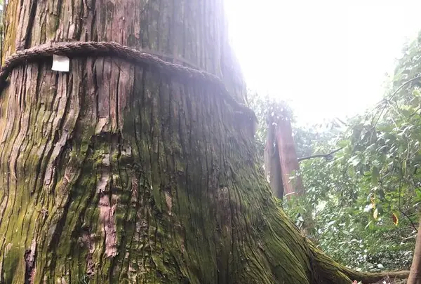 塩船観音寺の写真・動画_image_451732