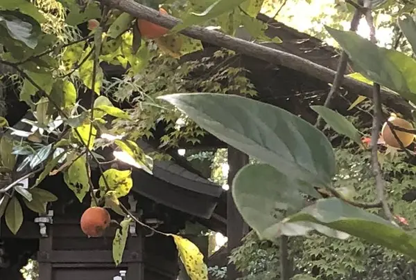 多聞天院の写真・動画_image_451735