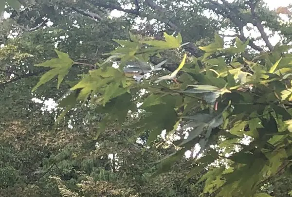 多聞天院の写真・動画_image_451738