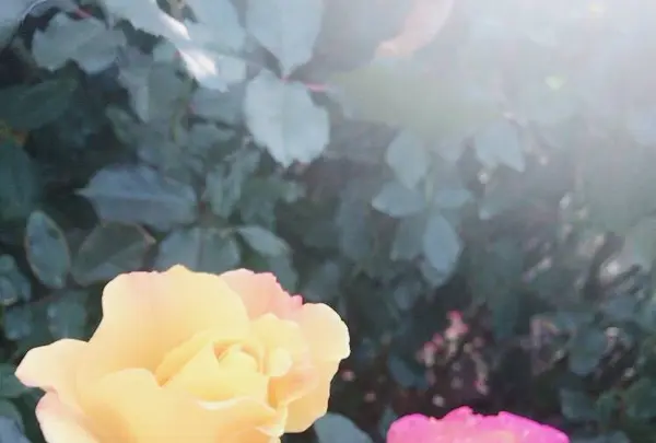 京成バラ園の写真・動画_image_451788