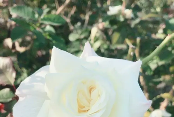 京成バラ園の写真・動画_image_451789