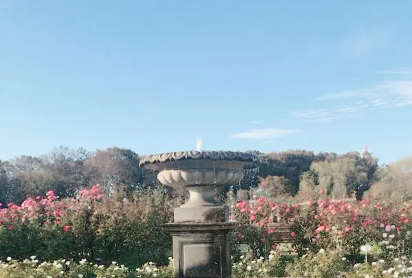 京成バラ園の写真・動画_image_451795