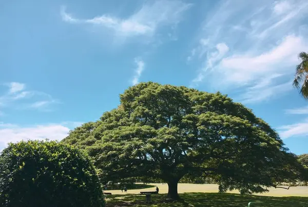 ホノルルの写真・動画_image_451885