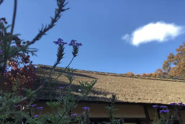 旧島田家住宅の写真・動画_image_452577