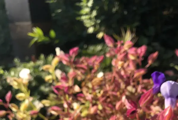 旧島田家住宅の写真・動画_image_452589