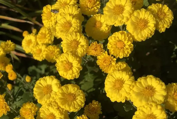 旧島田家住宅の写真・動画_image_452590