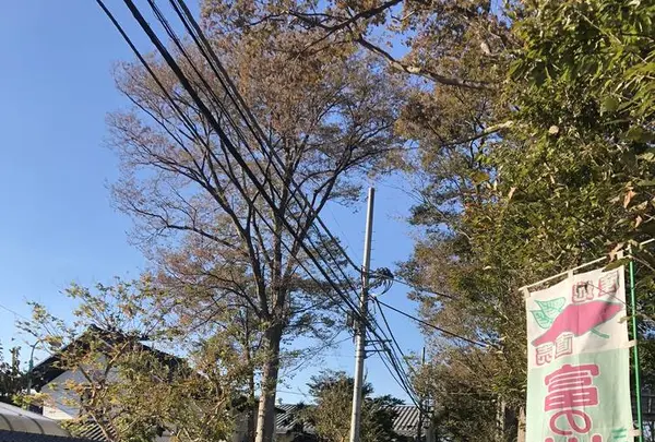 旧島田家住宅の写真・動画_image_452598