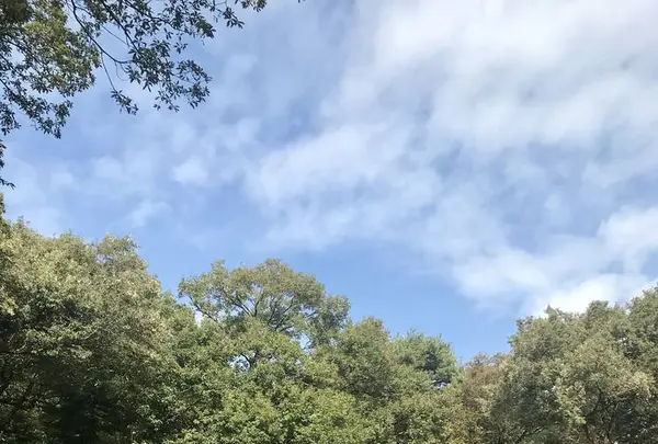 明治神宮の写真・動画_image_453651