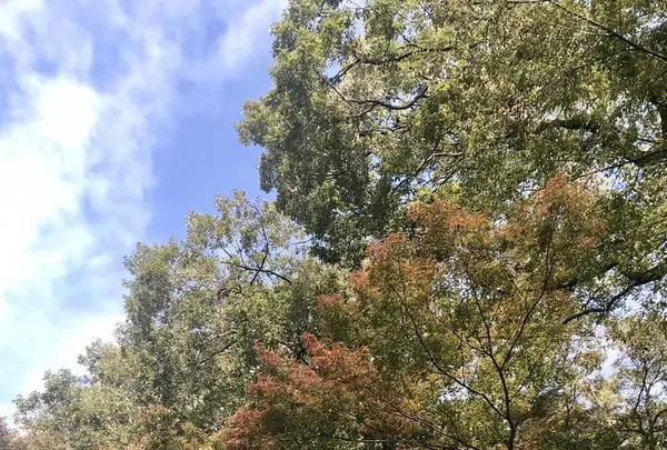 明治神宮の写真・動画_image_453652