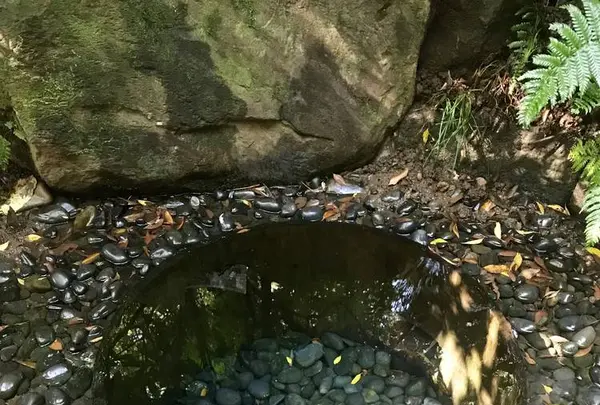 明治神宮の写真・動画_image_453658