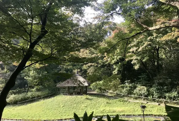 明治神宮の写真・動画_image_453660