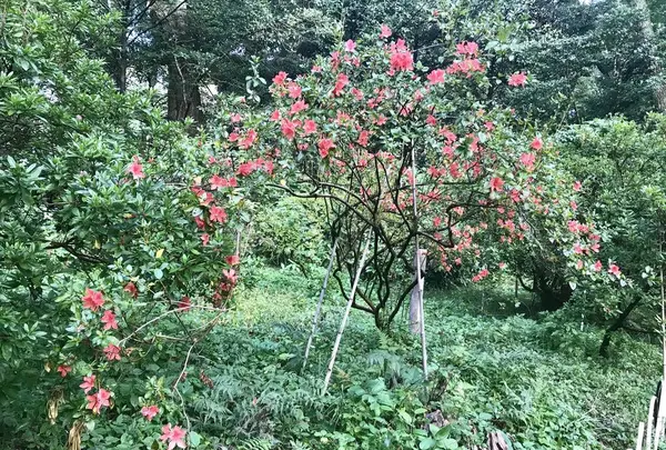 明治神宮の写真・動画_image_453661