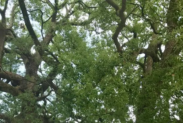 明治神宮の写真・動画_image_453665