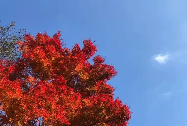 榛名湖の写真・動画_image_454173