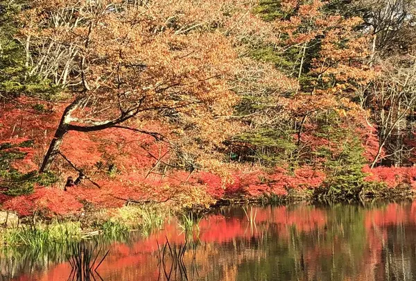 雲場池の写真・動画_image_454973