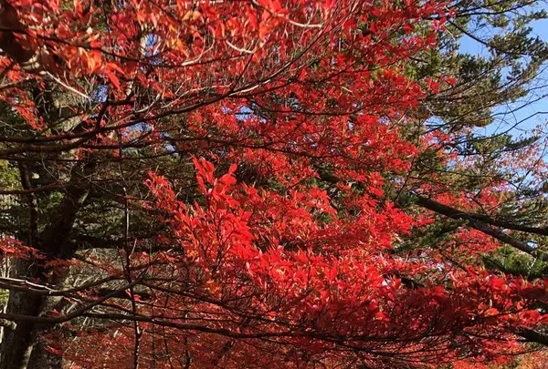 雲場池の写真・動画_image_454977
