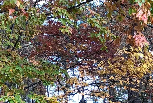 軽井沢高原教会の写真・動画_image_455043