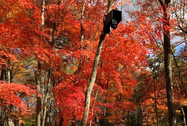 軽井沢高原教会の写真・動画_image_455047