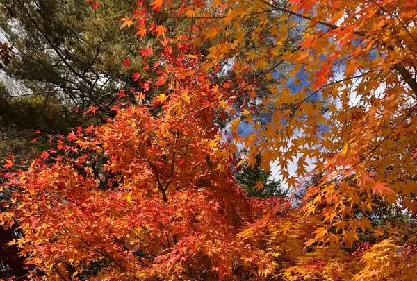 軽井沢高原教会の写真・動画_image_455048