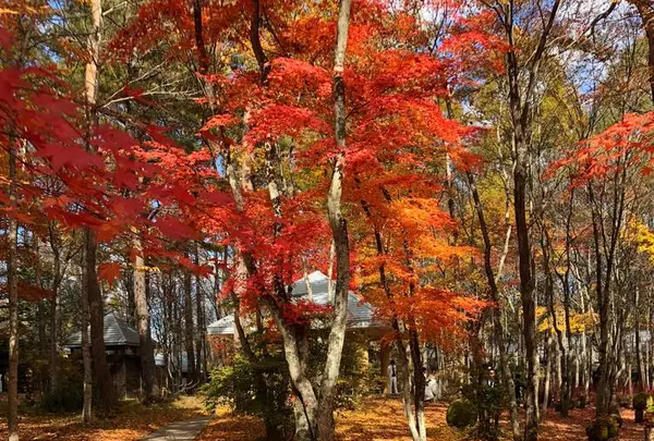軽井沢高原教会の写真・動画_image_455049