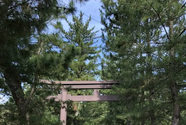 出雲大社の写真・動画_image_455320