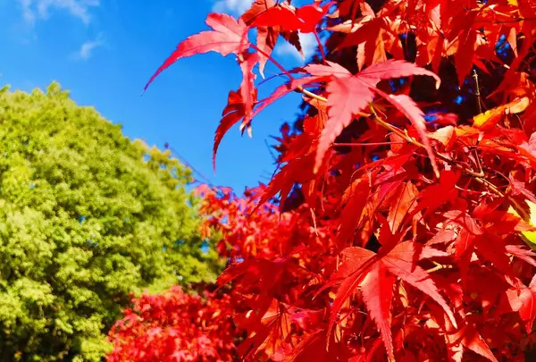 三景園の写真・動画_image_455509