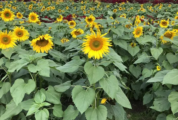 山田ひまわり園の写真・動画_image_456060
