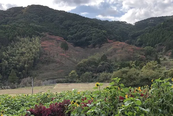 山田ひまわり園の写真・動画_image_456061