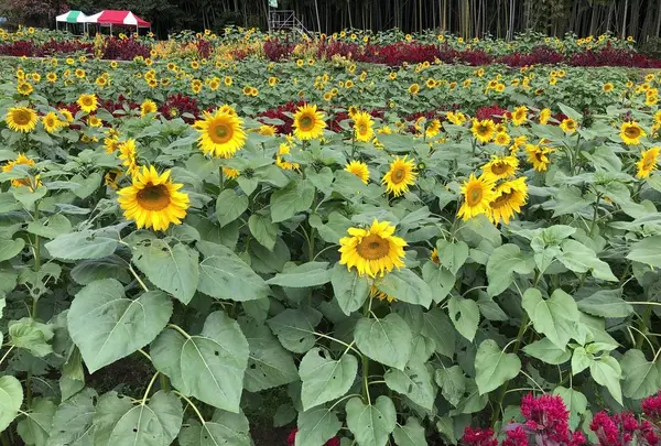 山田ひまわり園の写真・動画_image_456062