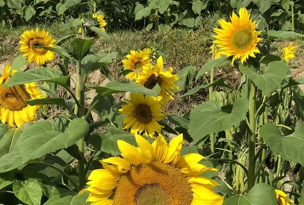 山田ひまわり園の写真・動画_image_456063