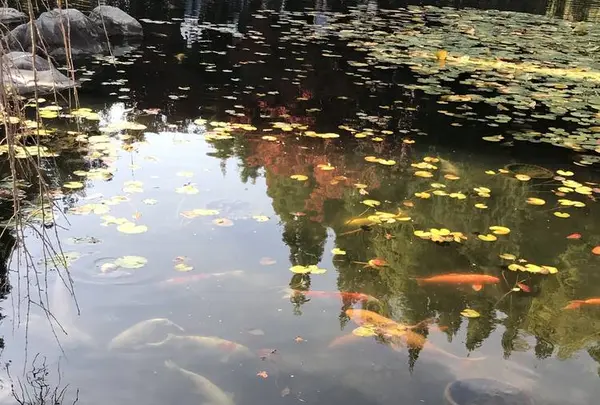 三景園の写真・動画_image_456389