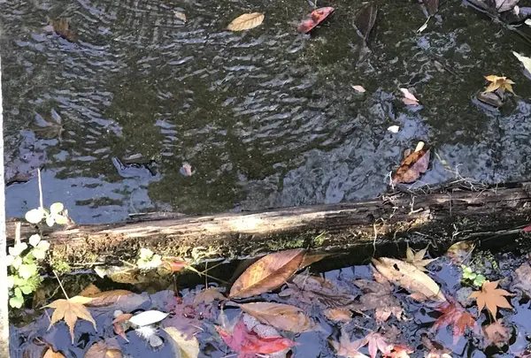 三景園の写真・動画_image_456390