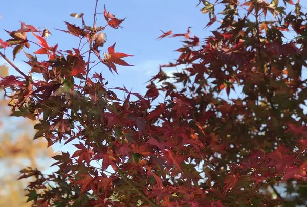 三景園の写真・動画_image_456391