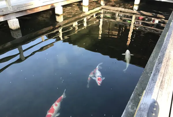 三景園の写真・動画_image_456393