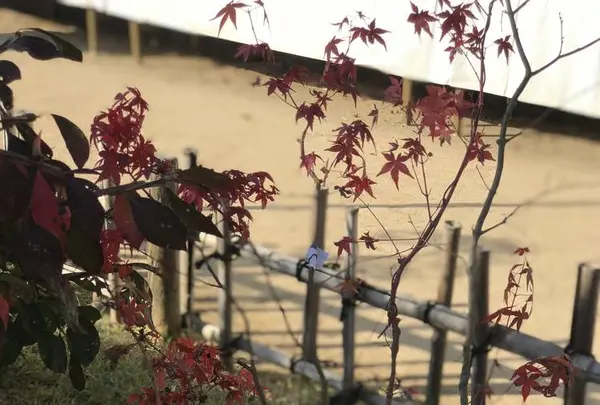 三景園の写真・動画_image_456394