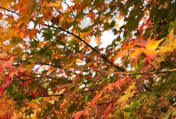 三景園の写真・動画_image_456395