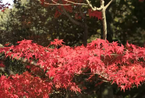 三景園の写真・動画_image_456398