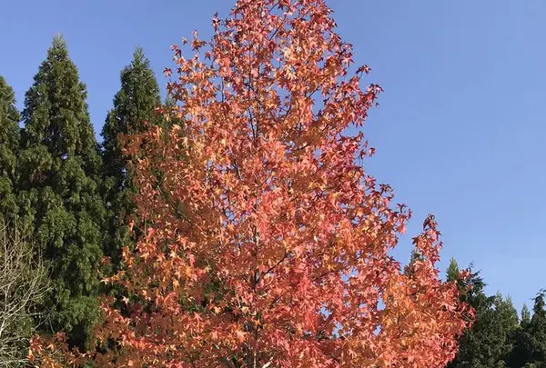 三景園の写真・動画_image_456399