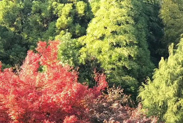 三景園の写真・動画_image_456400