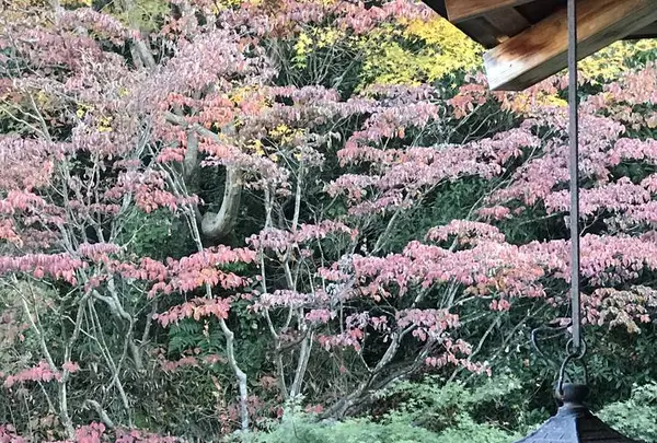 三景園の写真・動画_image_456401