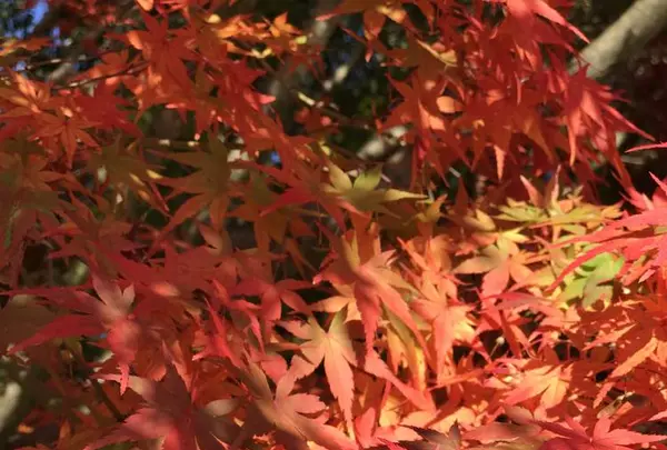 三景園の写真・動画_image_456403