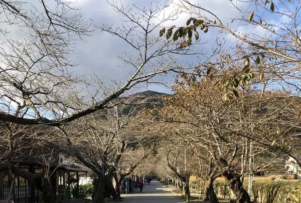 廣久葛本舗の写真・動画_image_457010