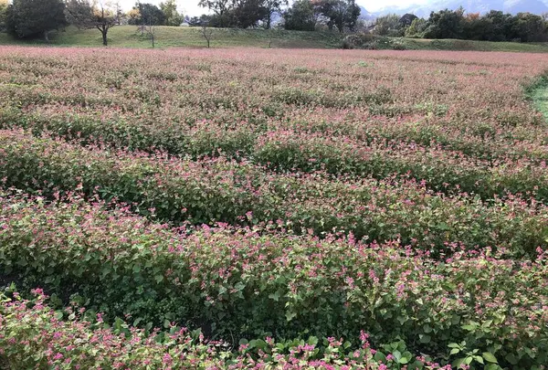 吉野ヶ里歴史公園の写真・動画_image_457025